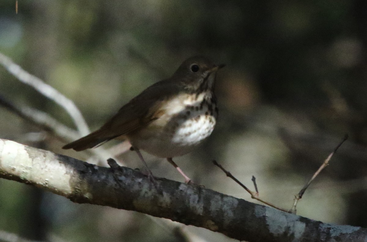 Hermit Thrush - Jeffrey Blalock