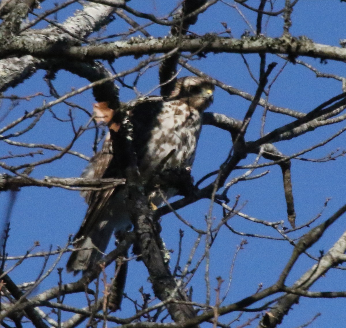 Red-shouldered Hawk - Jeffrey Blalock