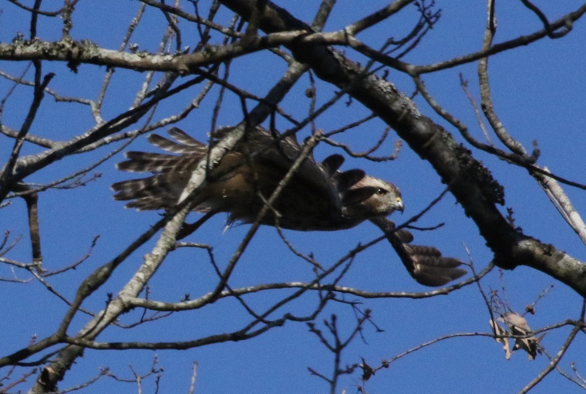 Red-shouldered Hawk - Jeffrey Blalock