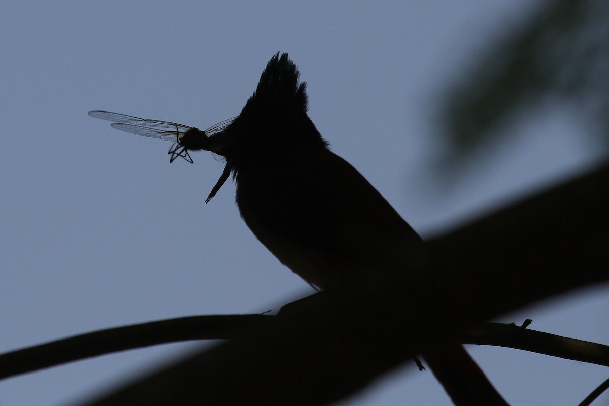 Indian Paradise-Flycatcher - ML518101391