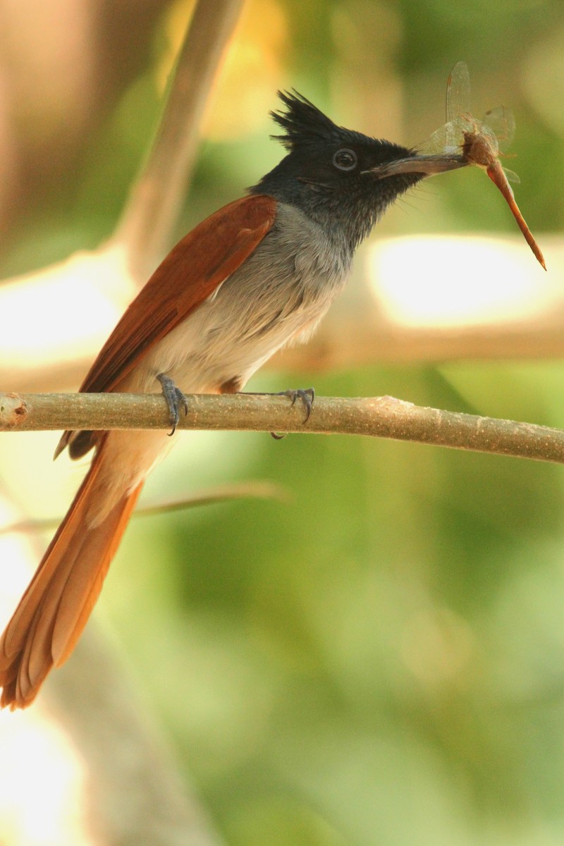 Indian Paradise-Flycatcher - ML518101411
