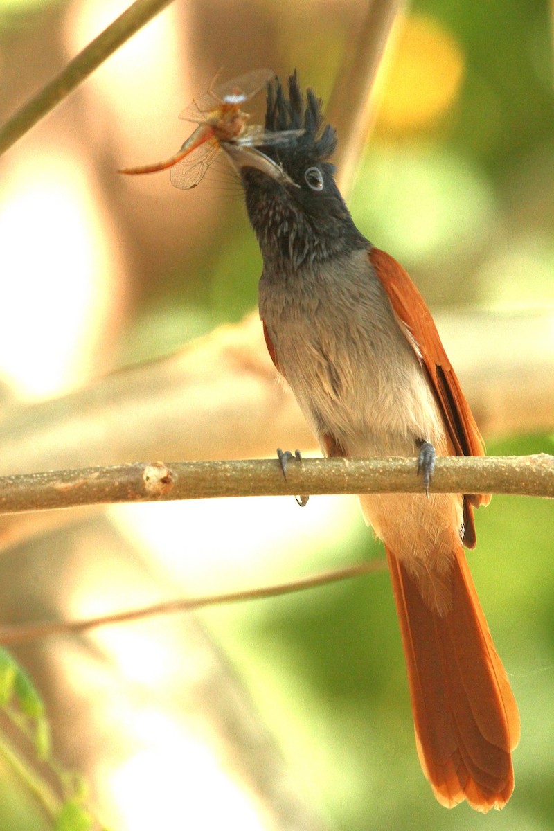 Indian Paradise-Flycatcher - ML518101421