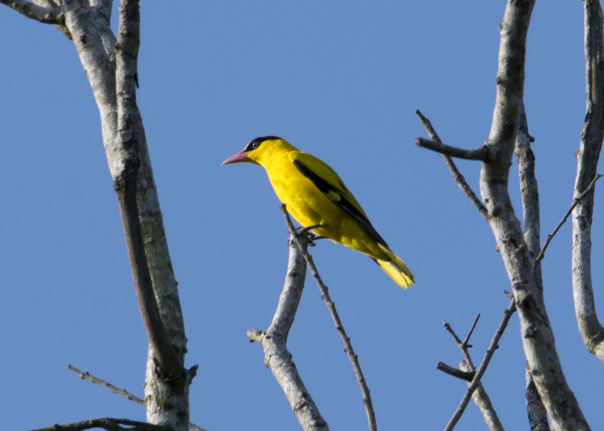 Black-naped Oriole - Naret Kunthawong