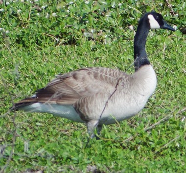 Canada Goose - ML51810231