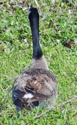 Canada Goose - ML51810251