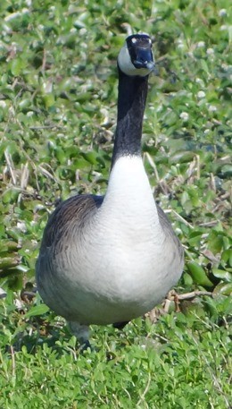 Canada Goose - ML51810281