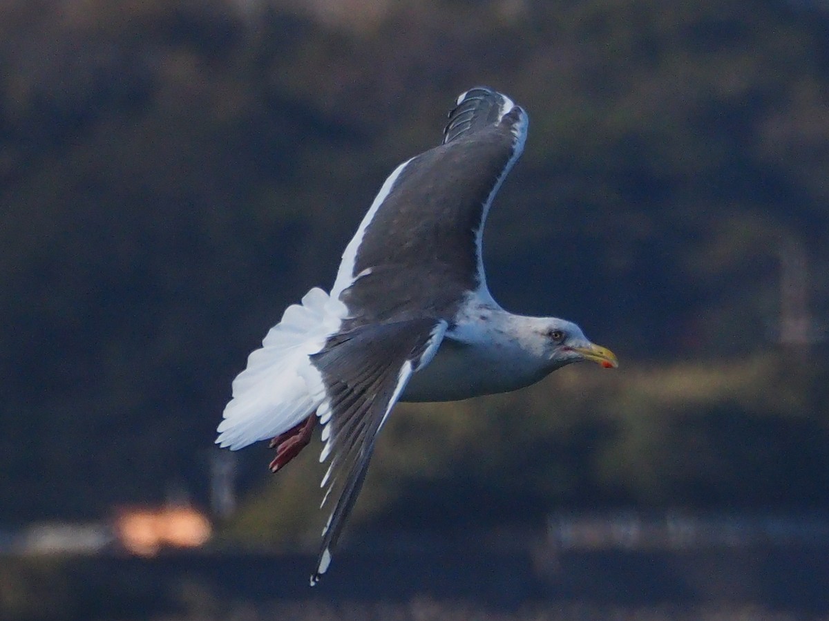 Gaviota de Kamchatka - ML518103151