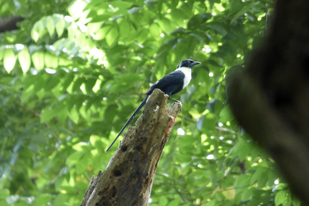 White-necked Myna - ML518103871