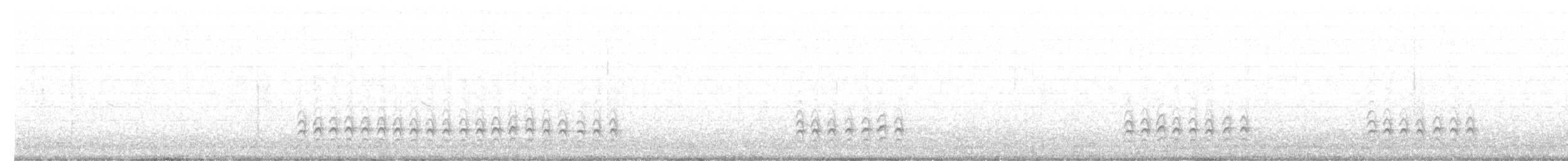 Sittelle à poitrine blanche (groupe lagunae) - ML51810391