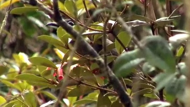 White-eared Myza - Josep del Hoyo