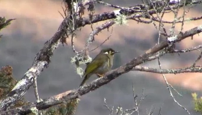 Black-throated Honeyeater - Josep del Hoyo