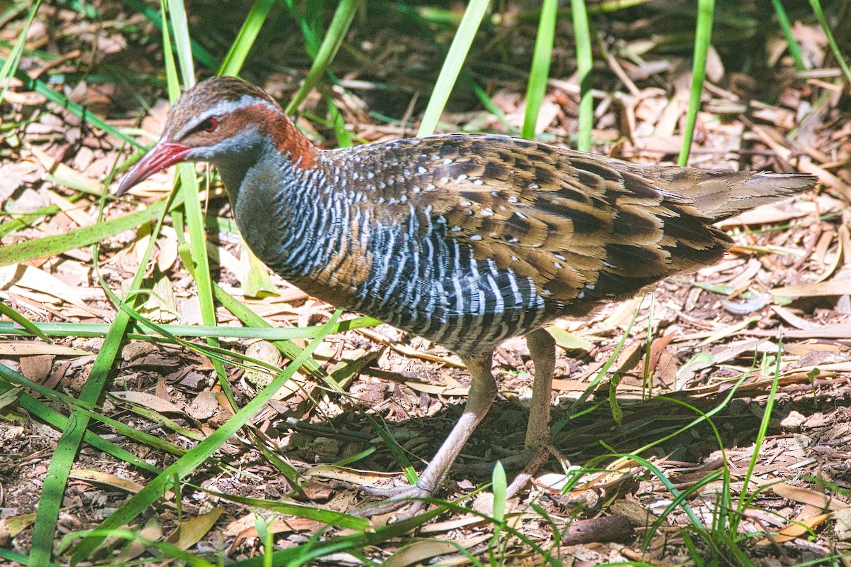 Buff-banded Rail - ML518105181