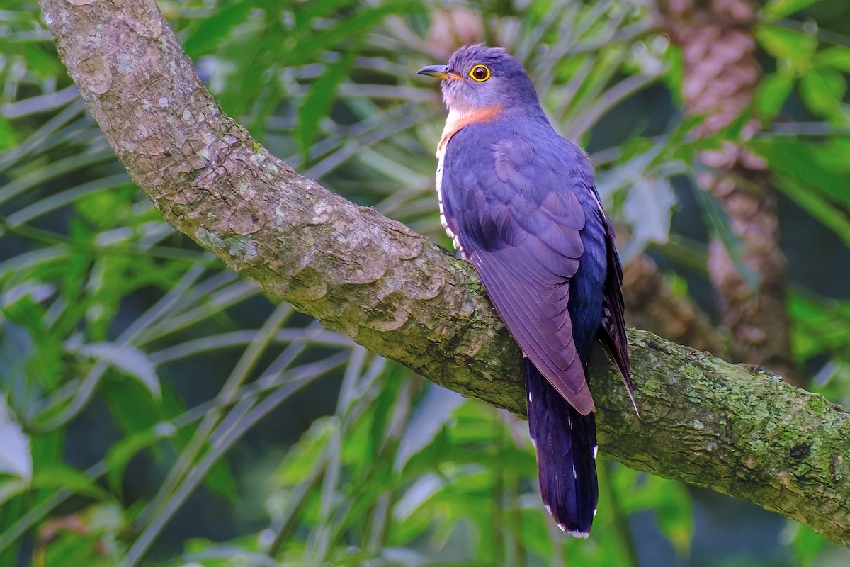 Red-chested Cuckoo - ML518105971