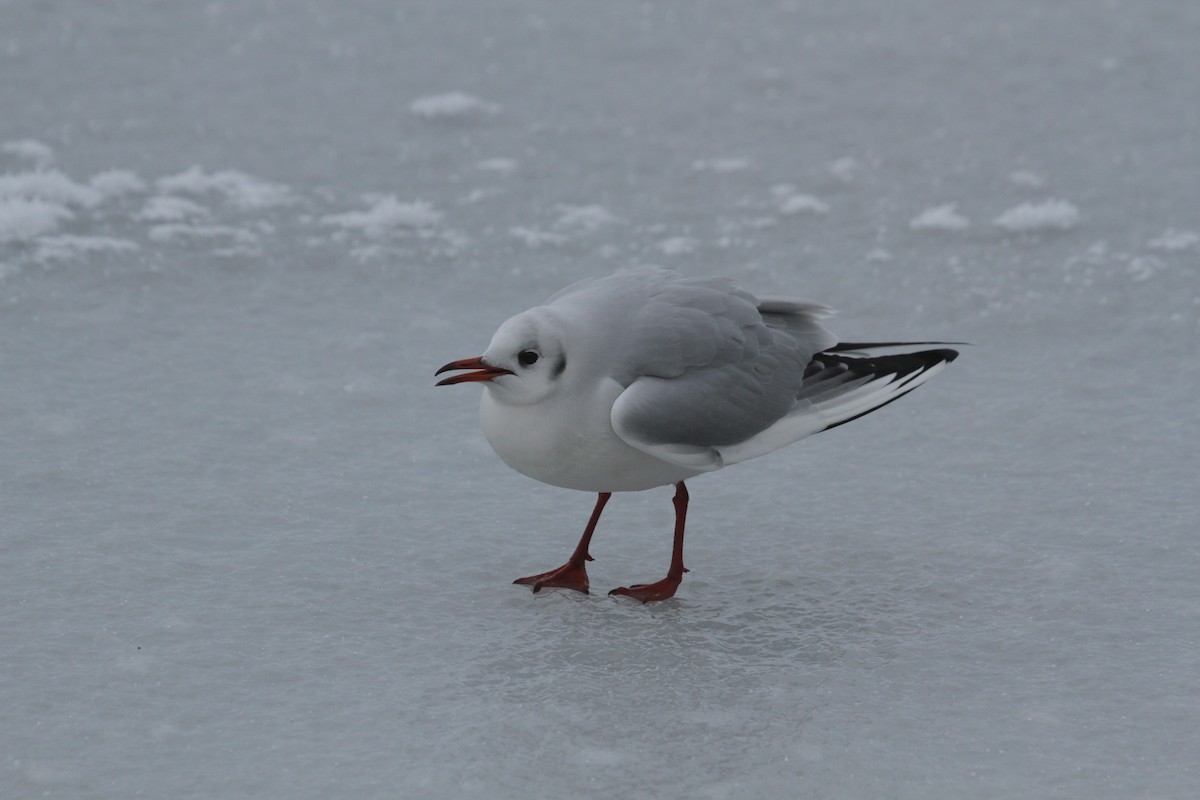 Хүрэн толгойт цахлай - ML518106161
