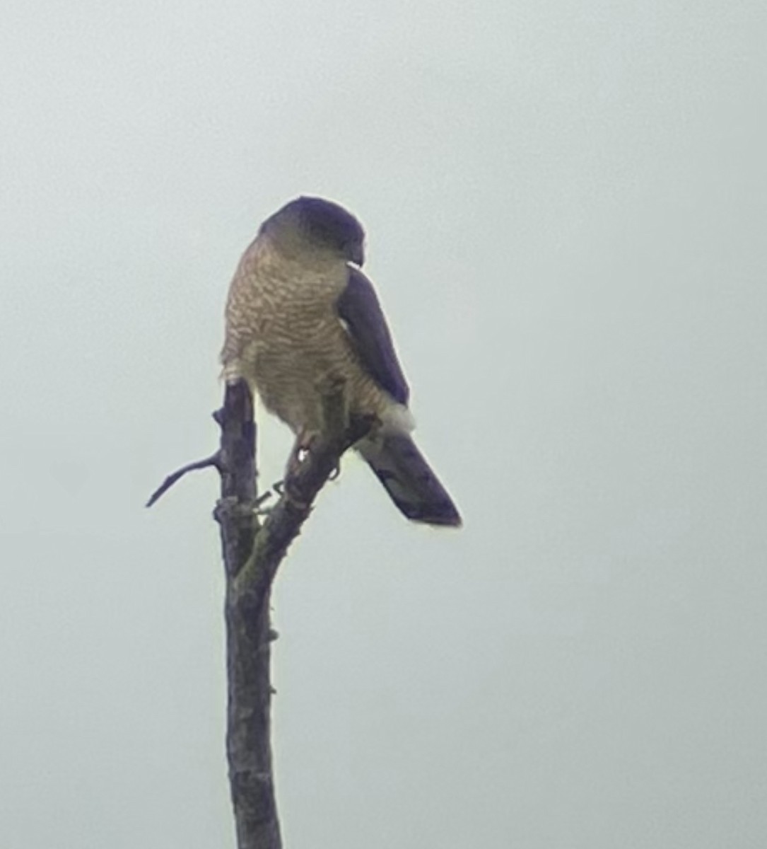 Cooper's Hawk - ML518106701