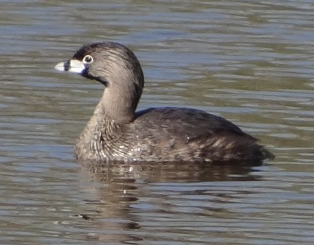 Pied-billed Grebe - ML51810841