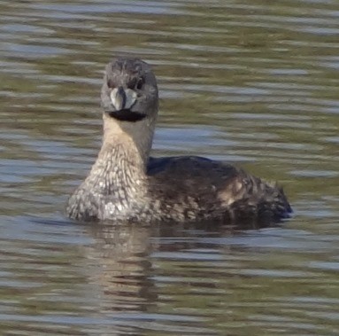 Pied-billed Grebe - ML51810861