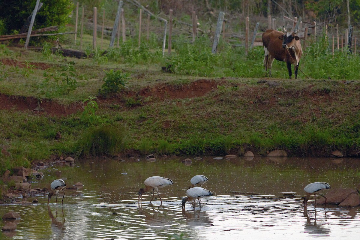 Wood Stork - ML518109881