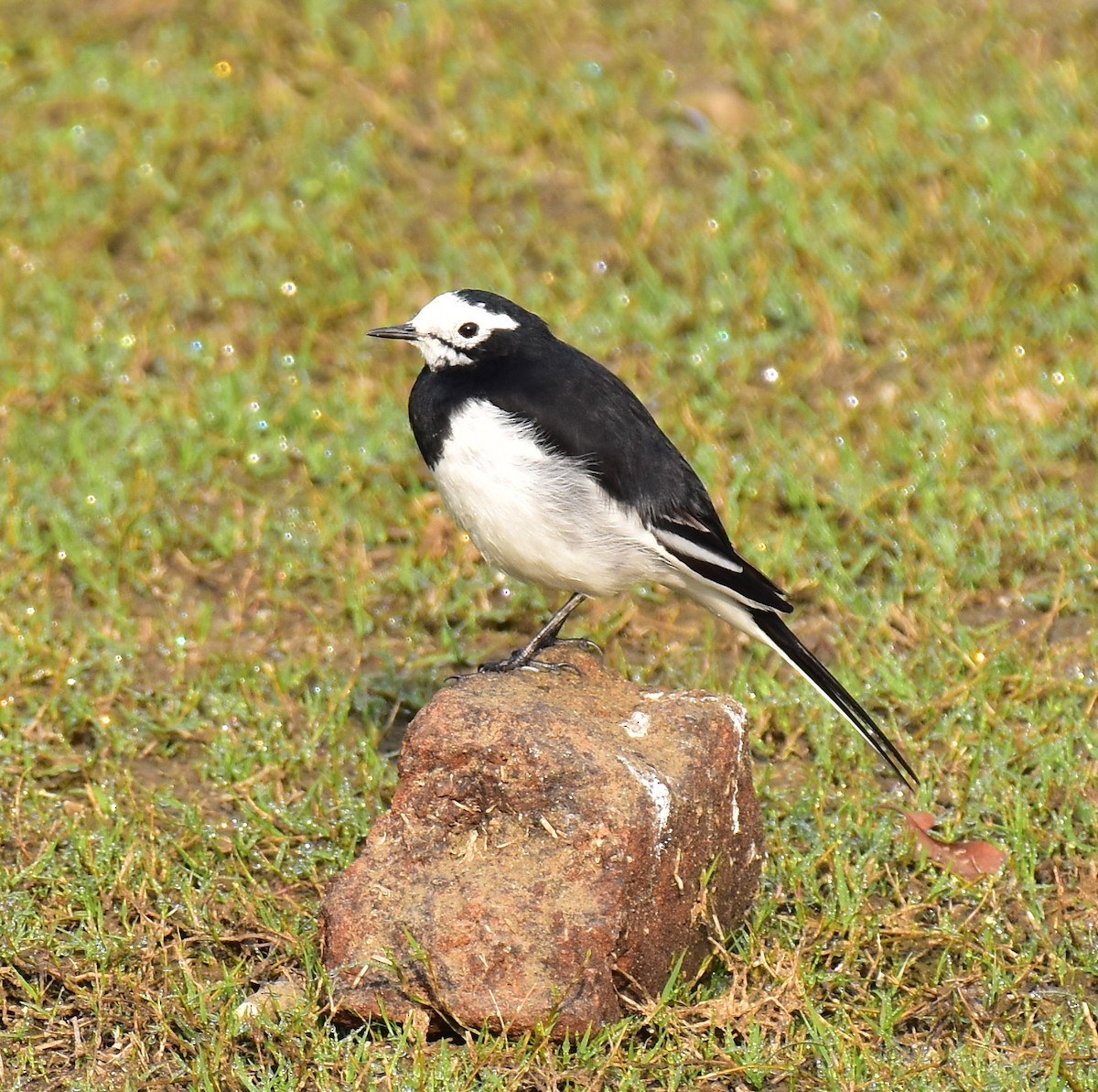 White Wagtail (Hodgson's) - Arindam Roy