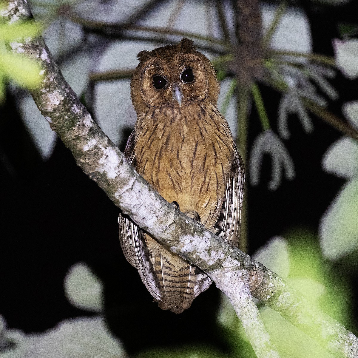 Jamaican Owl - Gary Rosenberg