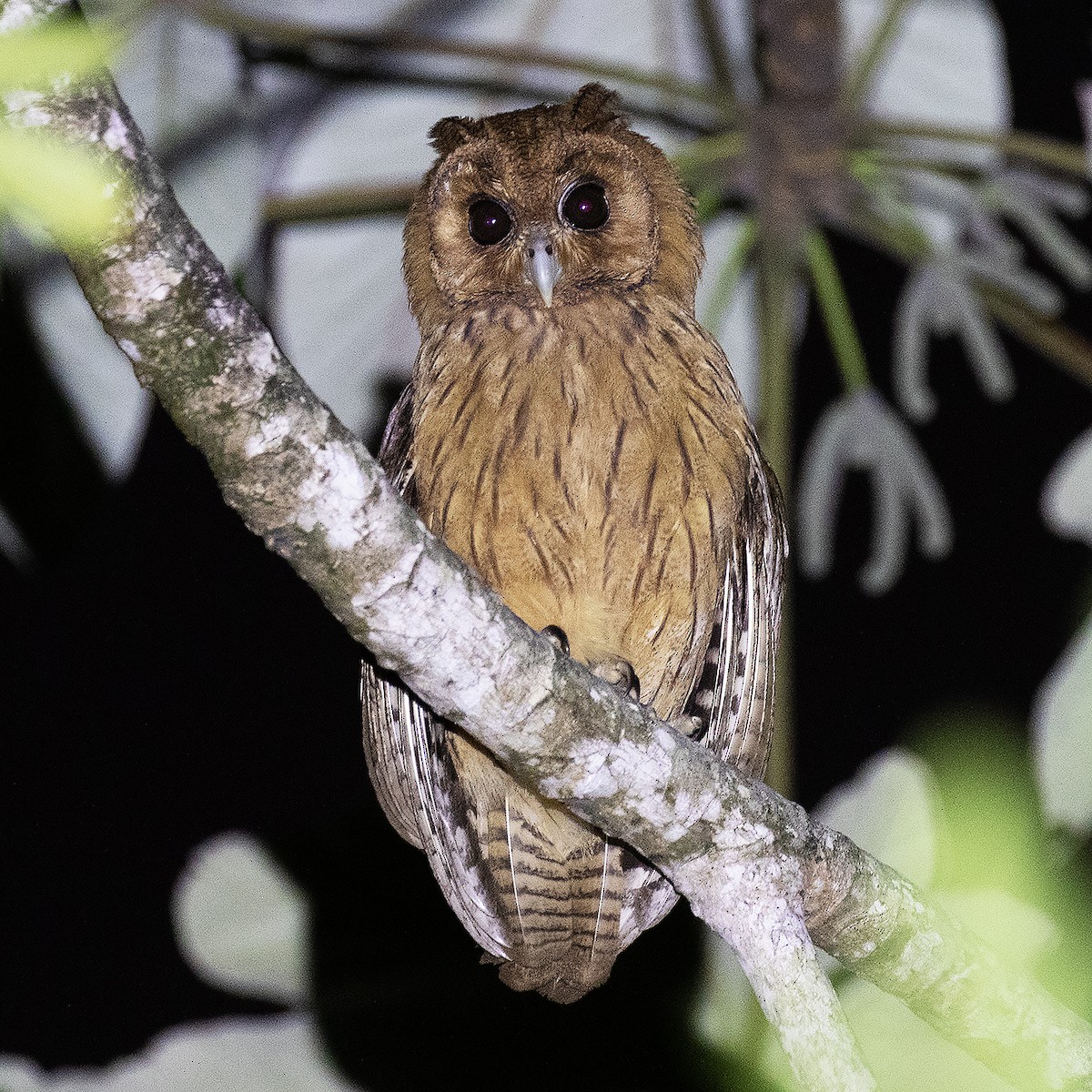 Jamaican Owl - Gary Rosenberg