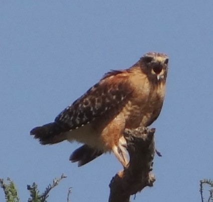 Red-shouldered Hawk - ML51811261