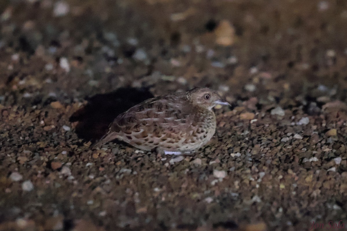 Small Buttonquail - ML518112691