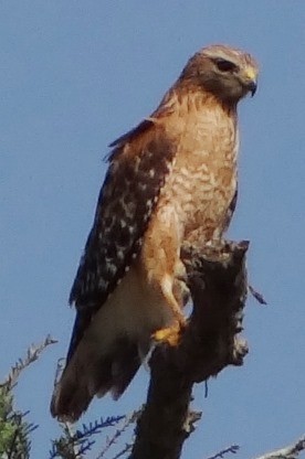 Red-shouldered Hawk - ML51811291