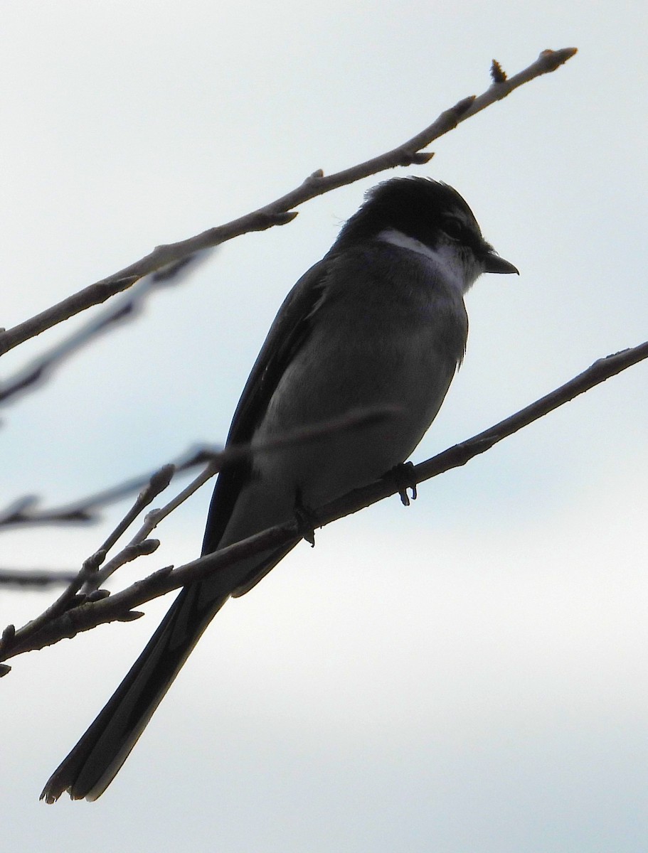 Ryukyu Minivet - ML518113651