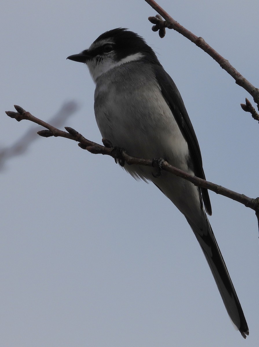Ryukyu Minivet - ML518113661