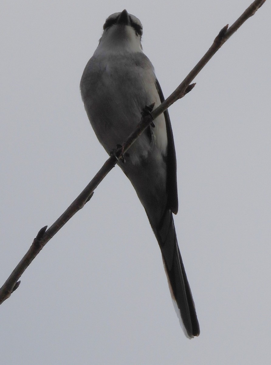 Ryukyu Minivet - ML518113671