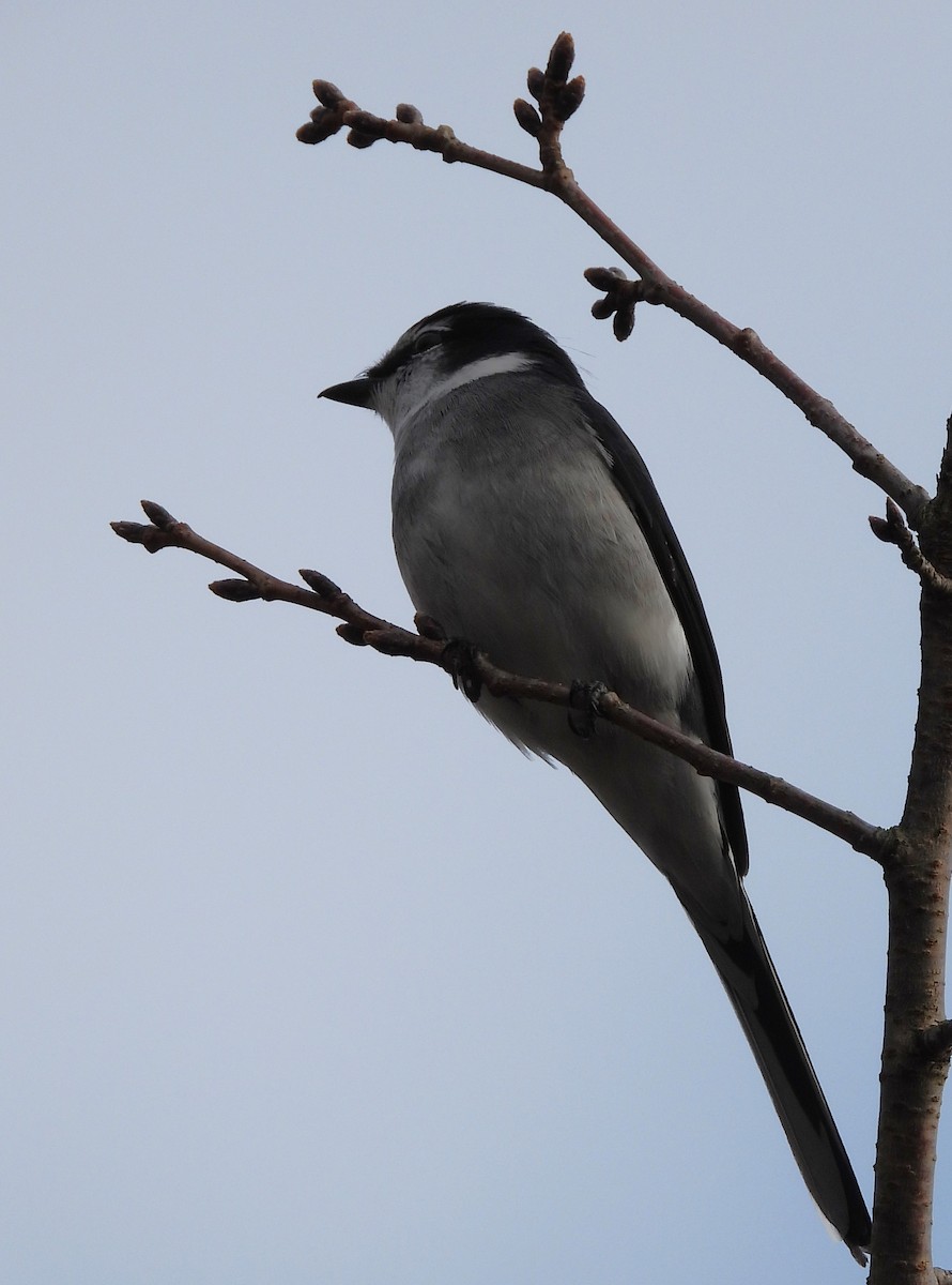 Ryukyu Minivet - ML518113681