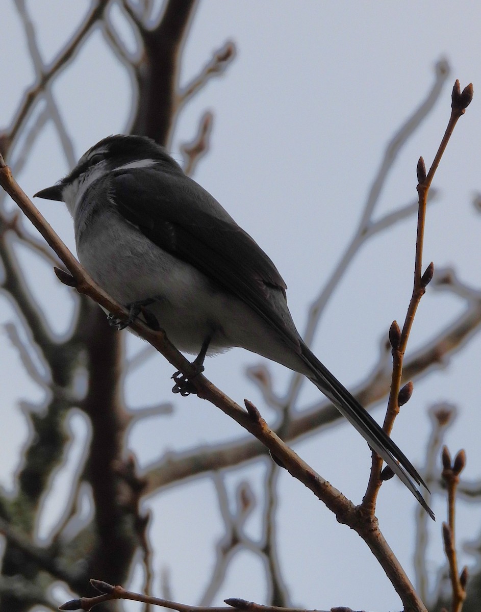 Ryukyu Minivet - ML518113691