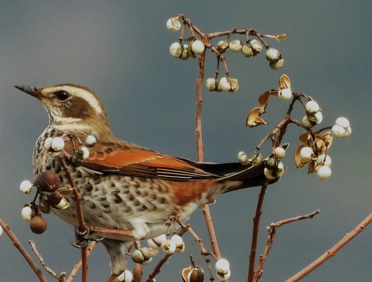 Dusky Thrush - ML518113771