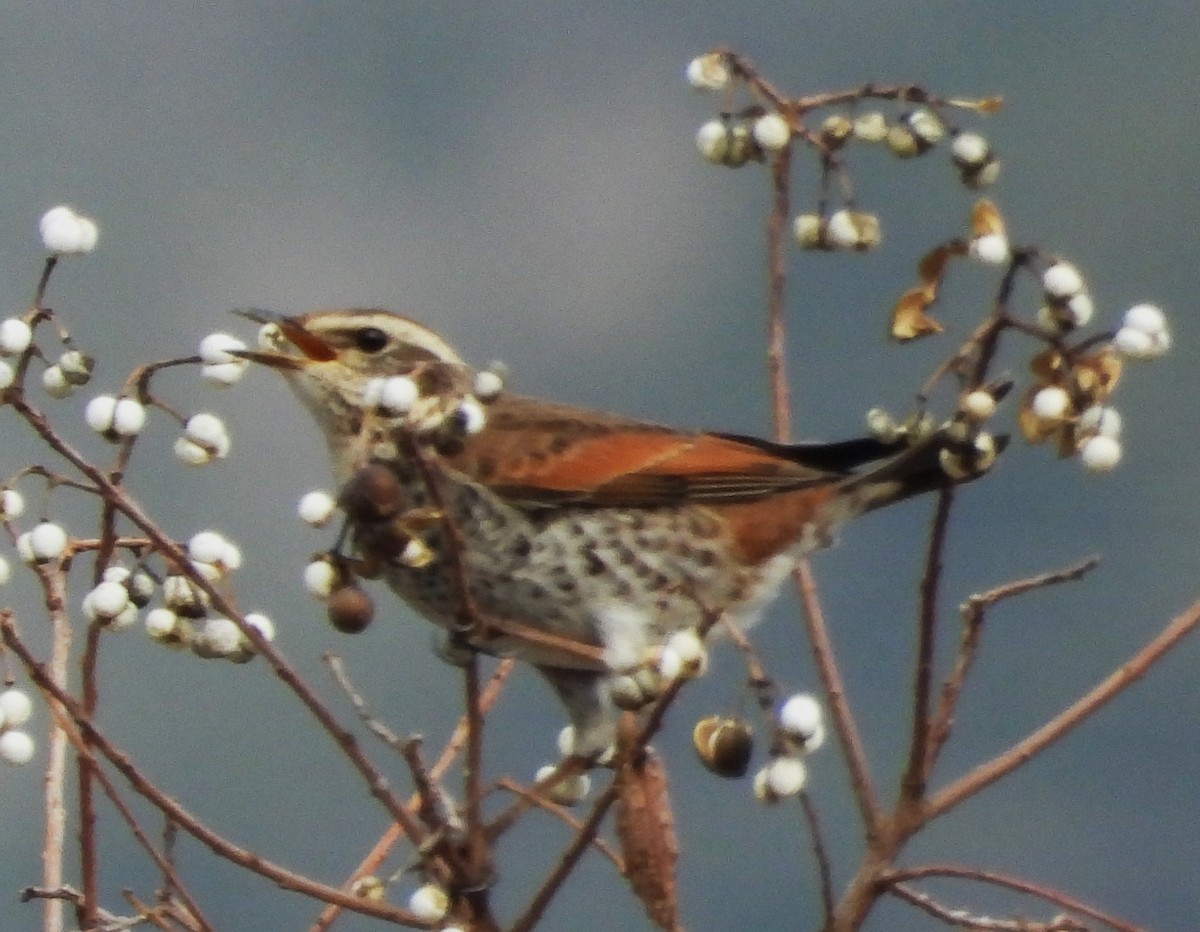 Dusky Thrush - ML518113781