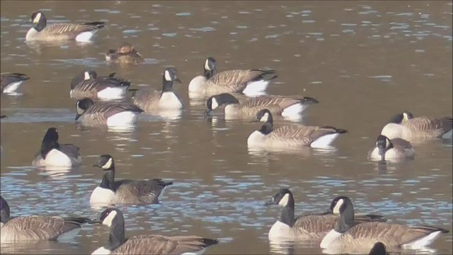 צולל אמריקני - ML518114571