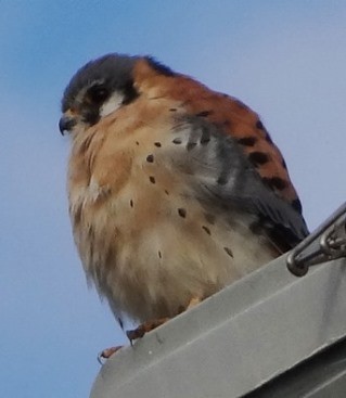 American Kestrel - ML51811641