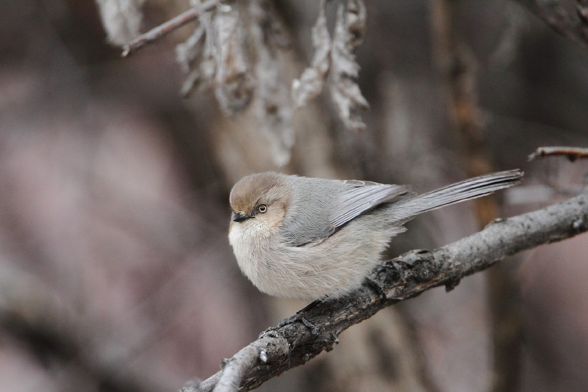 Bushtit - James Cummins