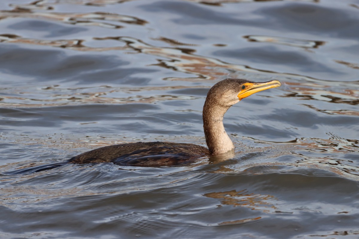 Double-crested Cormorant - ML518116771