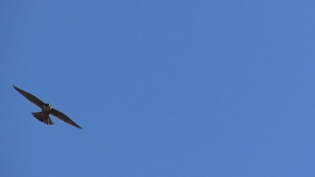 Peregrine Falcon (Tundra) - ML518117511