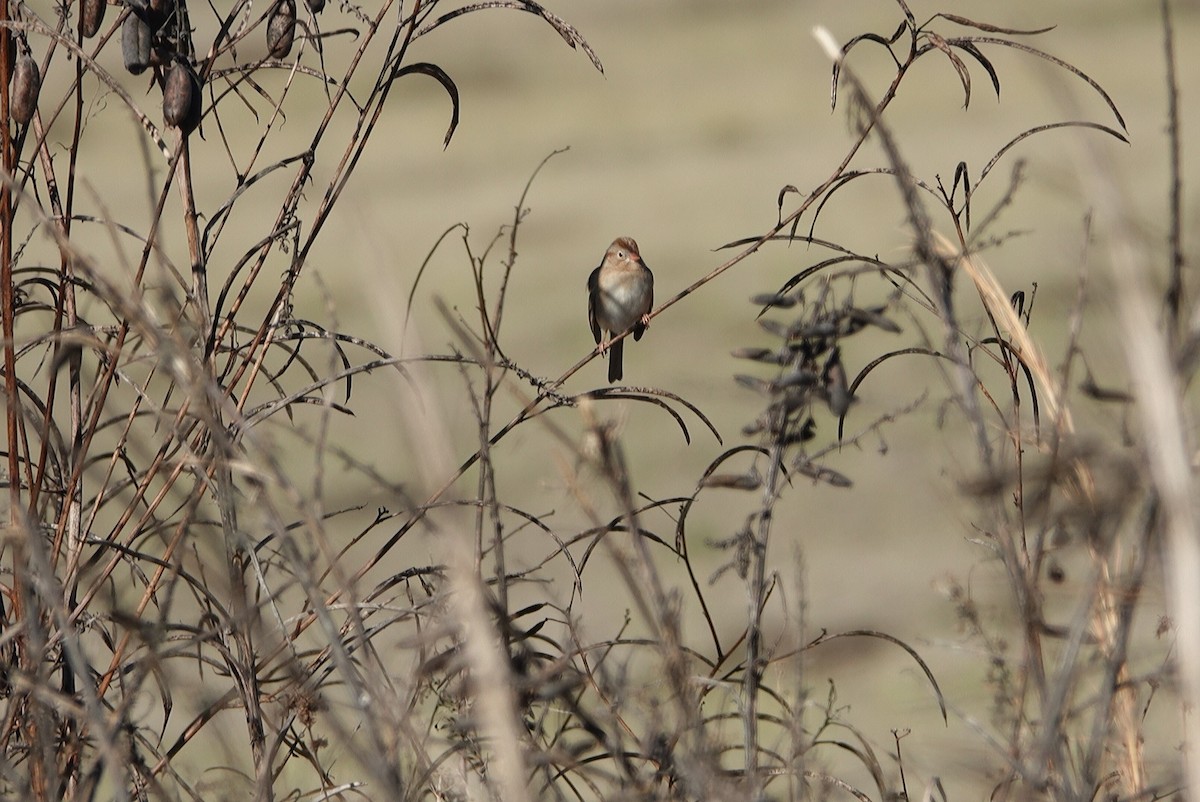 Field Sparrow - deborah grimes