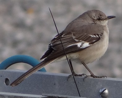 Northern Mockingbird - ML51811831