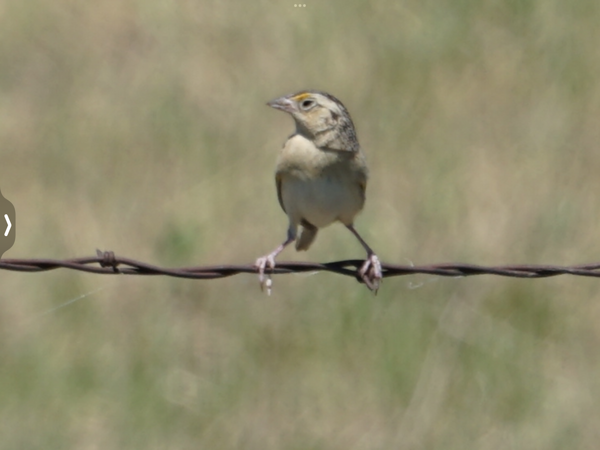Grasshopper Sparrow - ML518119191