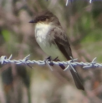 Eastern Phoebe - ML51811981