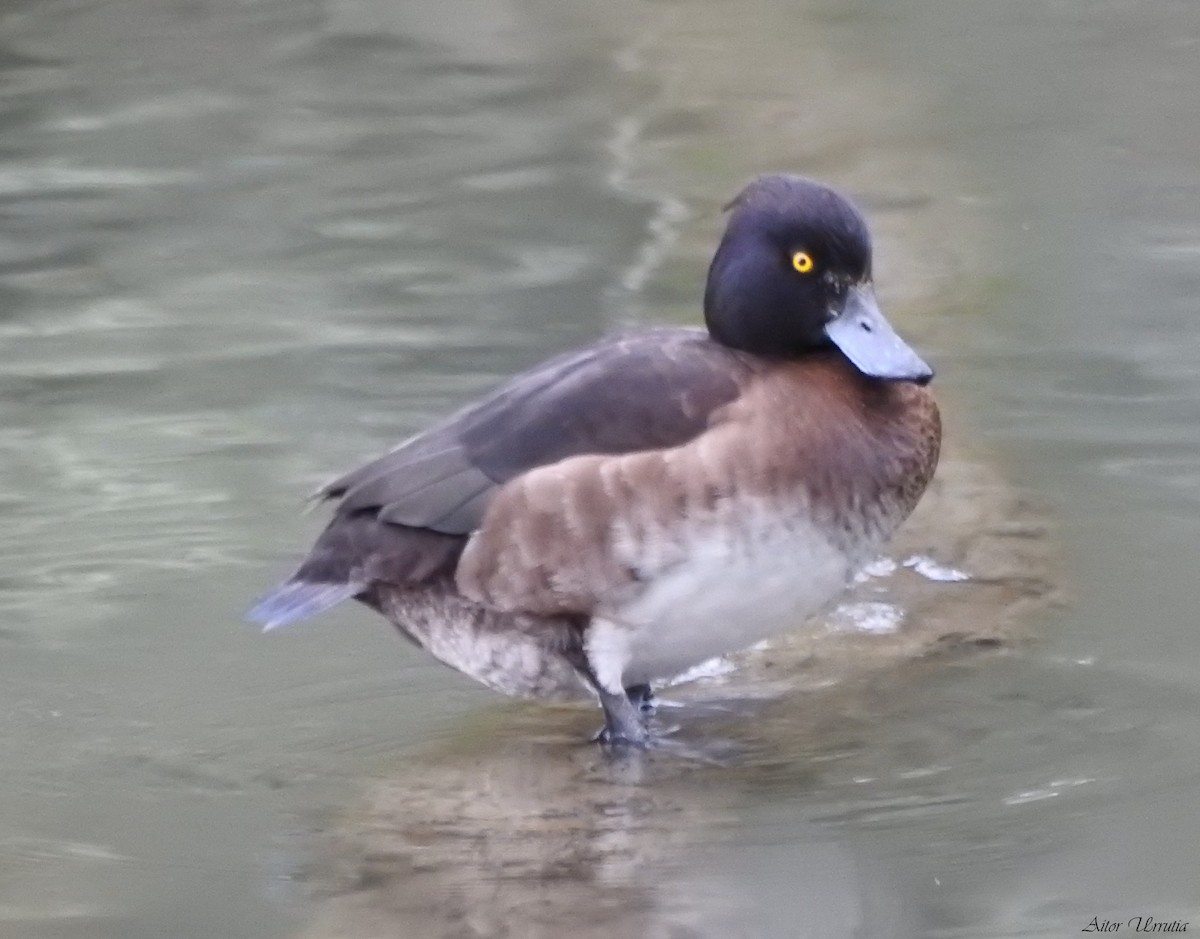 Tufted Duck - Aitor Urrutia