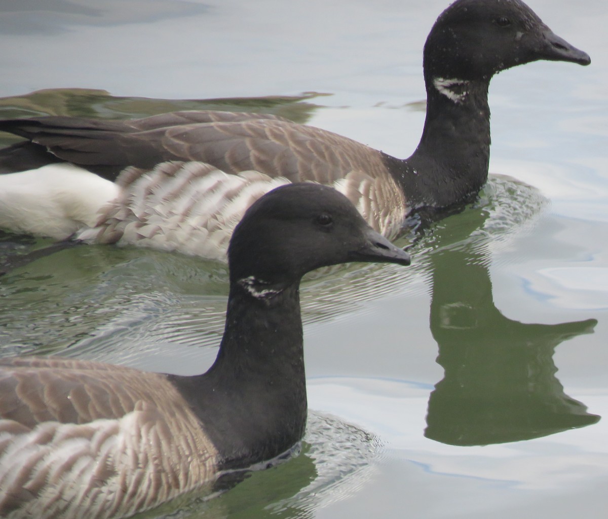 Brant - ML51812061