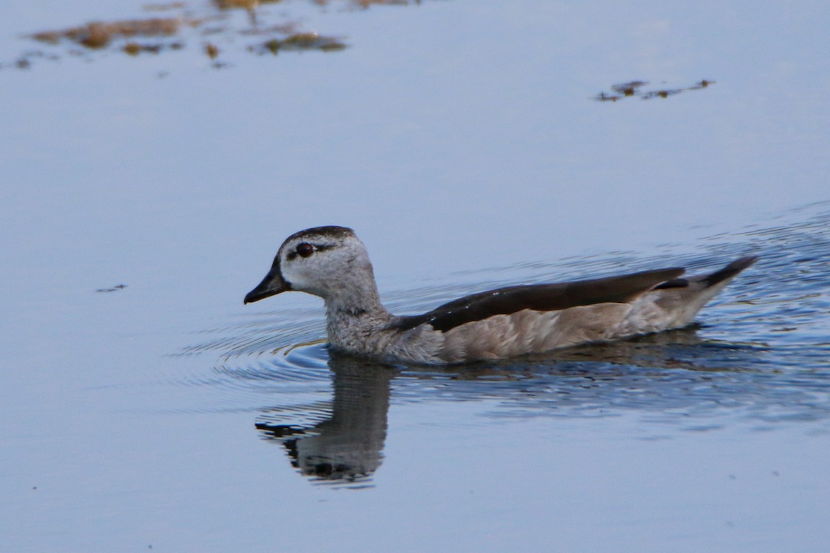 Cotton Pygmy-Goose - ML518120621