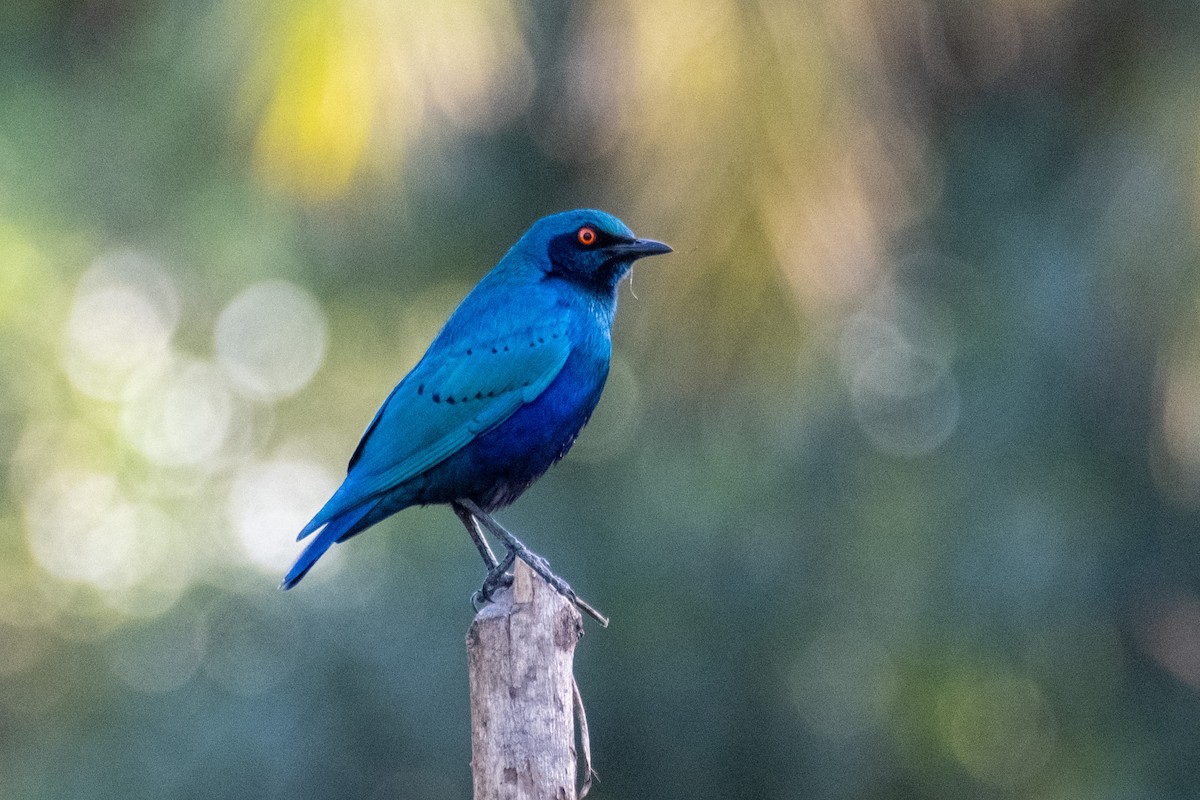 Greater Blue-eared Starling - ML518120691