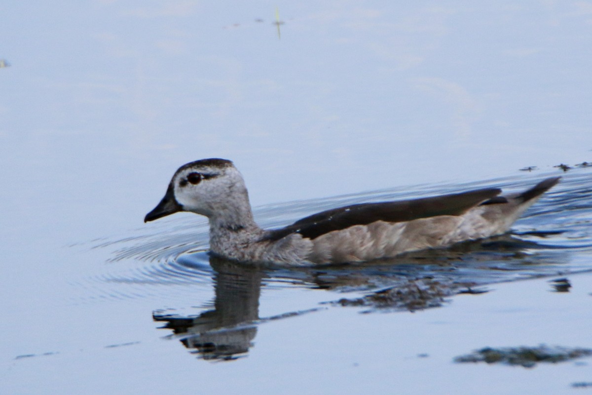 Cotton Pygmy-Goose - ML518121171