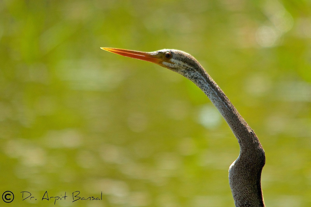 Oriental Darter - ML518121501